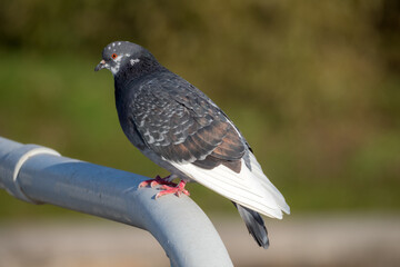 dove sits on the railing