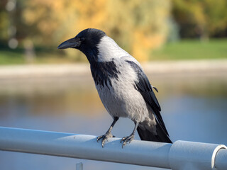sitting crow on a railing in an autumn park