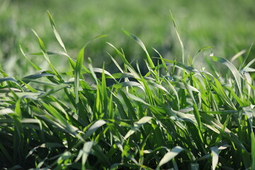 Lush green wheat blades forming a vibrant background	