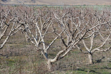 pruned peach trees in an orhcard winter 