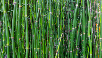 Fototapeta premium Lucky Bamboo Plant (Dracaena Sanderiana) – Water-Grown Indoor Greenery