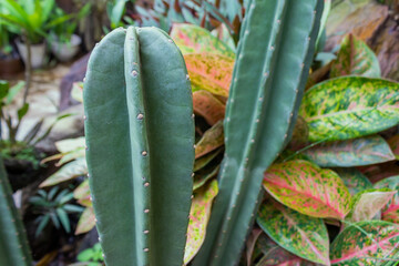 Close-Up of Green Cactus with Sharp Spines