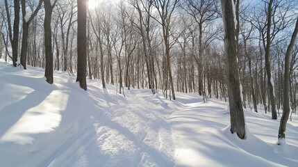 Obraz premium Sunlit Winter Forest Path, Snow Covered Ground