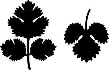 Coriander logo. Isolated coriander on white background