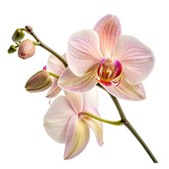 orchid isolated on white backgroun