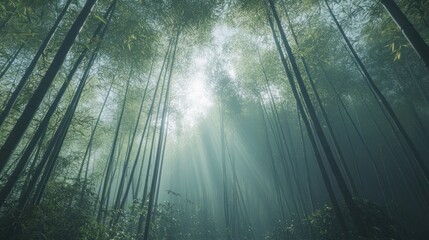 A serene bamboo forest with sunlight filtering through the trees, creating a tranquil atmosphere.