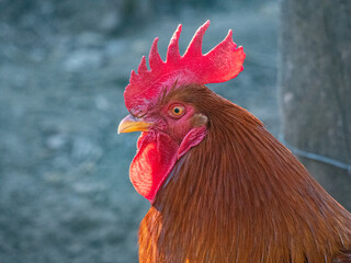 Rooster Chicken bird animal on a farm