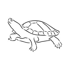 sea turtle, vector sketch