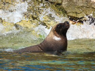 Australian Sea Lion (Neophoca cinerea) in Australia