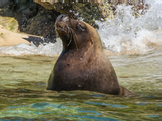 Naklejka premium Australian Sea Lion (Neophoca cinerea) in Australia