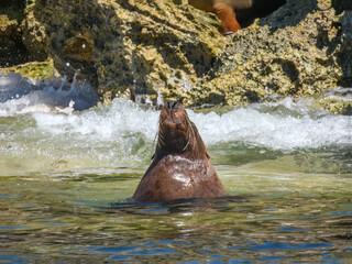 Australian Sea Lion (Neophoca cinerea) in Australia