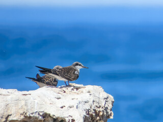 Bridled Tern (Sterna anaethetus) in Australia