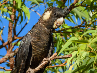 Carnaby's Black-Cockatoo (Zanda latirostris) in Australia