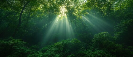 Sunlight streaming through dense forest canopy nature scene enchanted environment