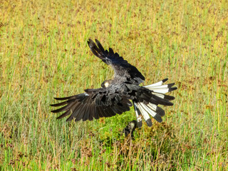 Carnaby's Black-Cockatoo (Zanda latirostris) in Australia