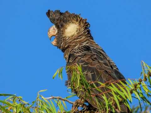 Carnaby's Black-Cockatoo (Zanda latirostris) in Australia