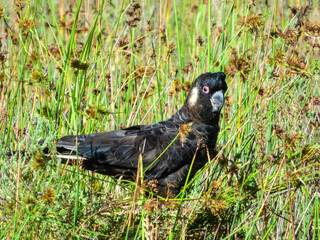 Carnaby's Black-Cockatoo (Zanda latirostris) in Australia