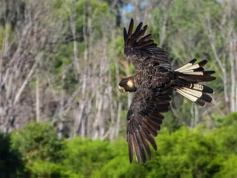 Carnaby's Black-Cockatoo (Zanda latirostris) in Australia