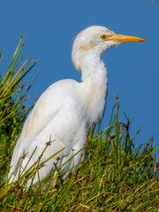 Eastern Cattle Egret (Ardea coromanda) in Australia