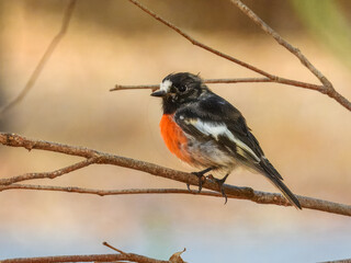 Scarlet Robin (Petroica boodang) in Australia