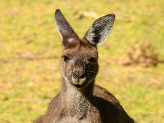 Western Grey Kangaroo (Macropus fuliginosus) in Australia