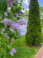 Fototapeta premium lilac blossoms in the spring garden next to the house