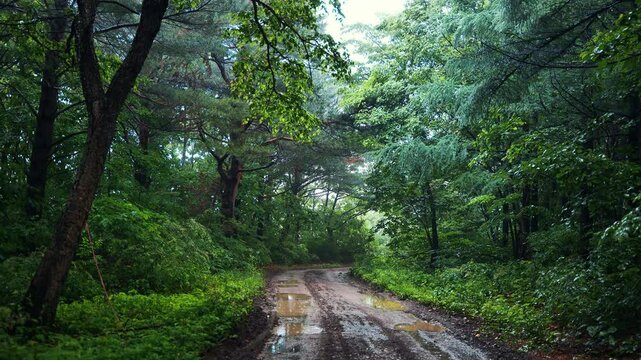 숲에 비가 오는 소리, 힐링 빗소리 ASMR