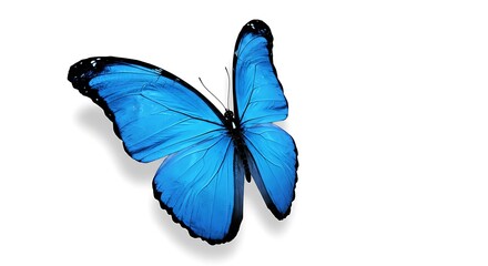 Stunning Blue Morpho Butterfly on White Background