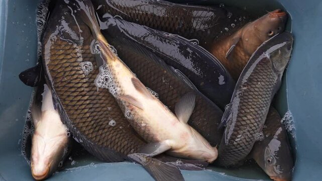 Fresh rohu carp fish arranged in rows for sale. Good catch fisherman. Fresh fish Carp. Catch of carp fishes. Packing in baskets for transport
