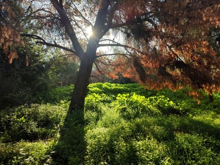 Obraz premium A breathtaking dance of light and shadow: golden sunrays pierce through an aged tree, illuminating a vibrant green meadow, blending life and decay in a serene, enchanting woodland haven.