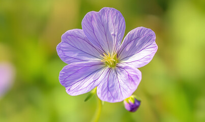 Fototapeta premium Delicate purple wildflower bloom garden oasis close-up photography natural environment aesthetic perspective floral beauty