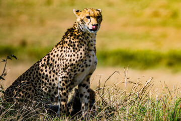 cheetah in serengeti national park