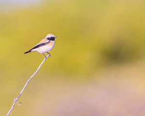A Desert Wheatear