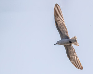 Whiskered tern