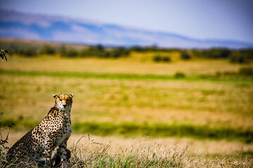cheetah in the wild magical sunset sundowner wild wildlife animals, savannah grassland, wilderness,...