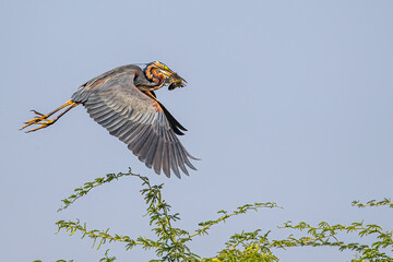 A Purple Heron