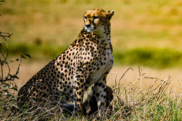 cheetah in serengeti national park