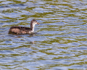 A juvenile coot