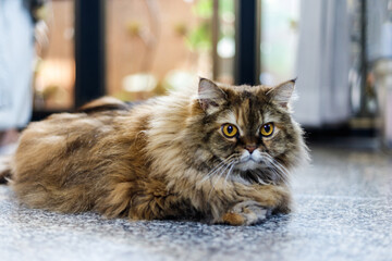 A serene Persian cat lounges on a marble floor, its luxurious fur creating a striking contrast against the cool surface.