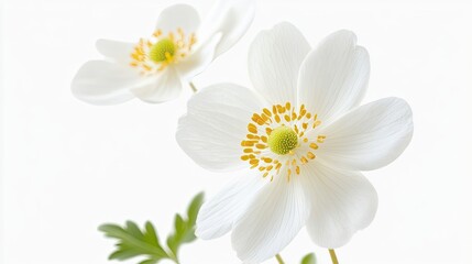 Fototapeta premium Anemone Flowers Vintage Hand Drawn
