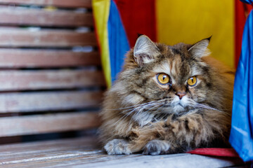 A majestic Persian cat with long, flowing fur gazes out from a colorful circus tent, exuding an air...