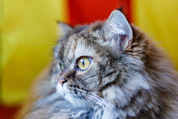 A playful Persian kitten peeks out from behind a colorful circus tent, its curious eyes sparkling...