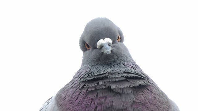 Close-Up: A pigeon is gazing at the lens.