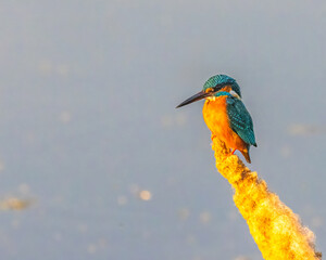 A Common Kingfisher