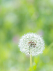 タンポポの綿毛のある風景
