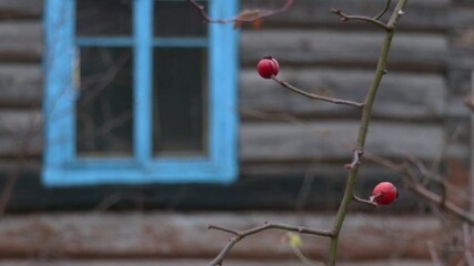 Red rosehip berries on the branches during cold winter season. Old vintage window frame painted in blue of an abandoned house
 - Powered by Adobe