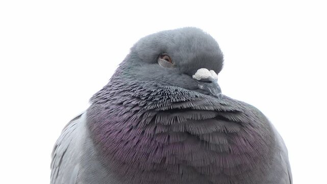 A close-up of a pigeon preparing to drift off to sleep.