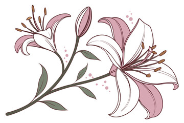 Delicate pink lily flower, botanical illustration, soft petals, gradient shades, watercolor effect, single bloom, white background, detailed stamen, transparent layers, elegant floral art, macro photo