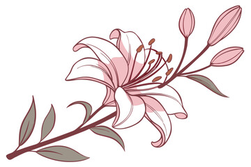 Delicate pink lily flower, botanical illustration, soft petals, gradient shades, watercolor effect, single bloom, white background, detailed stamen, transparent layers, elegant floral art, macro photo