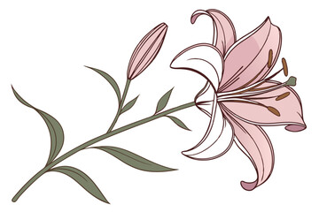 Delicate pink lily flower, botanical illustration, soft petals, gradient shades, watercolor effect, single bloom, white background, detailed stamen, transparent layers, elegant floral art, macro photo